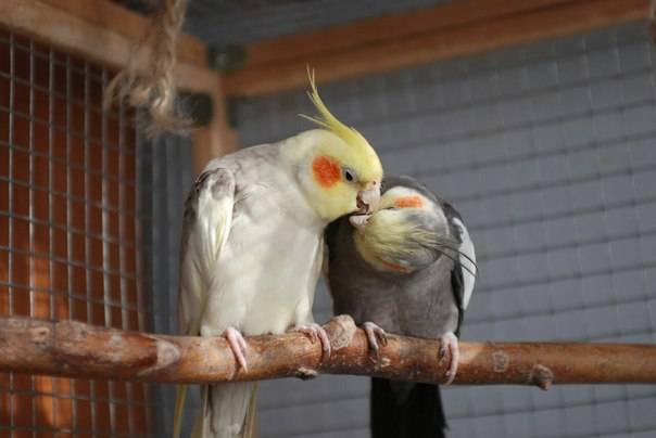 Разведение какариков: как спариваются и как подсадить самца? | болезни попугаев
особенности разведения какариков | болезни попугаев