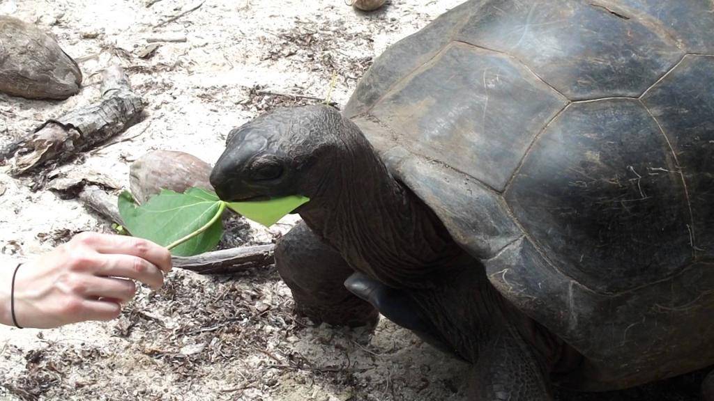 Слоновая черепаха, ее особенности и история: разбираемся обстоятельно