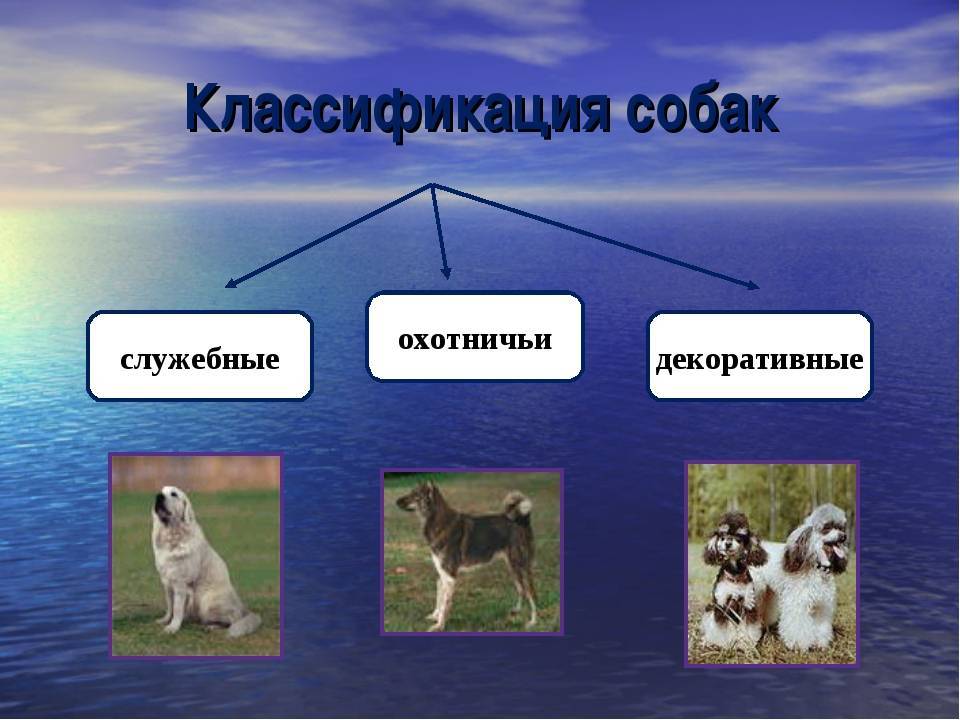 Животное собака: описание и повадки собак