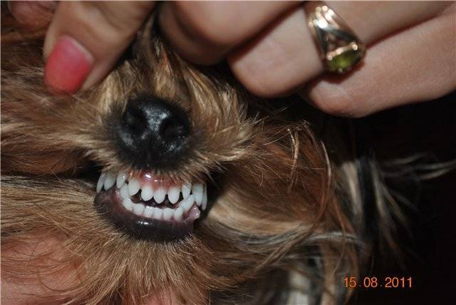 Смена зубов у щенков: схема от начала и до конца | ваши питомцы