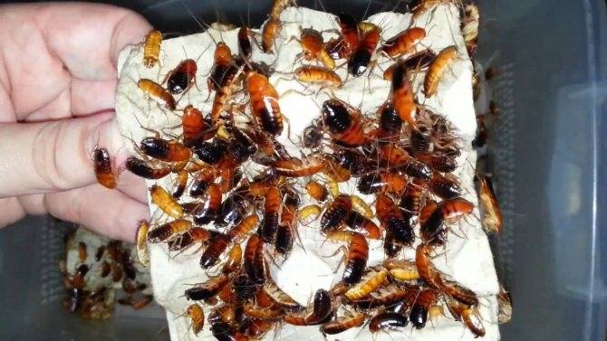 Как правильно разводить туркменского таракана? описание насекомого и оптимальных условий содержания