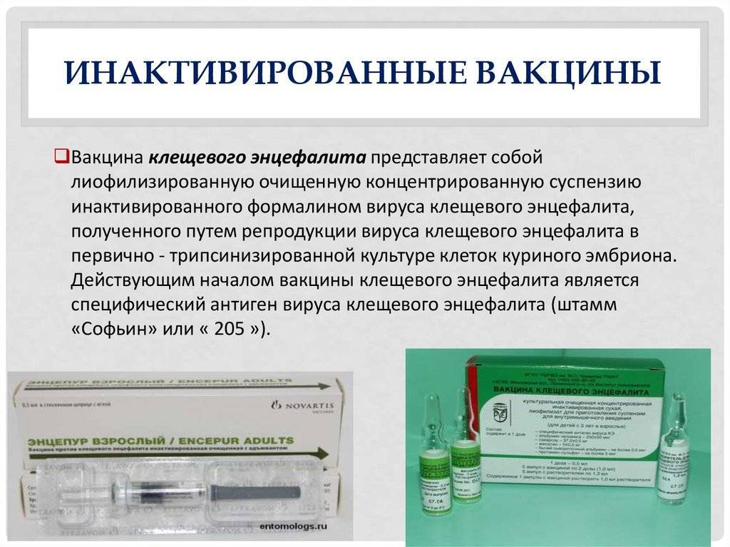 Аллергики смогут завести дома кошку. чем новая вакцина отличается от уже существующего препарата. новости - россия. metro