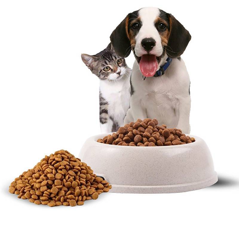 Можно кормить собаку сухим кошачьим кормом — сайт эксперта по животным — howmeow