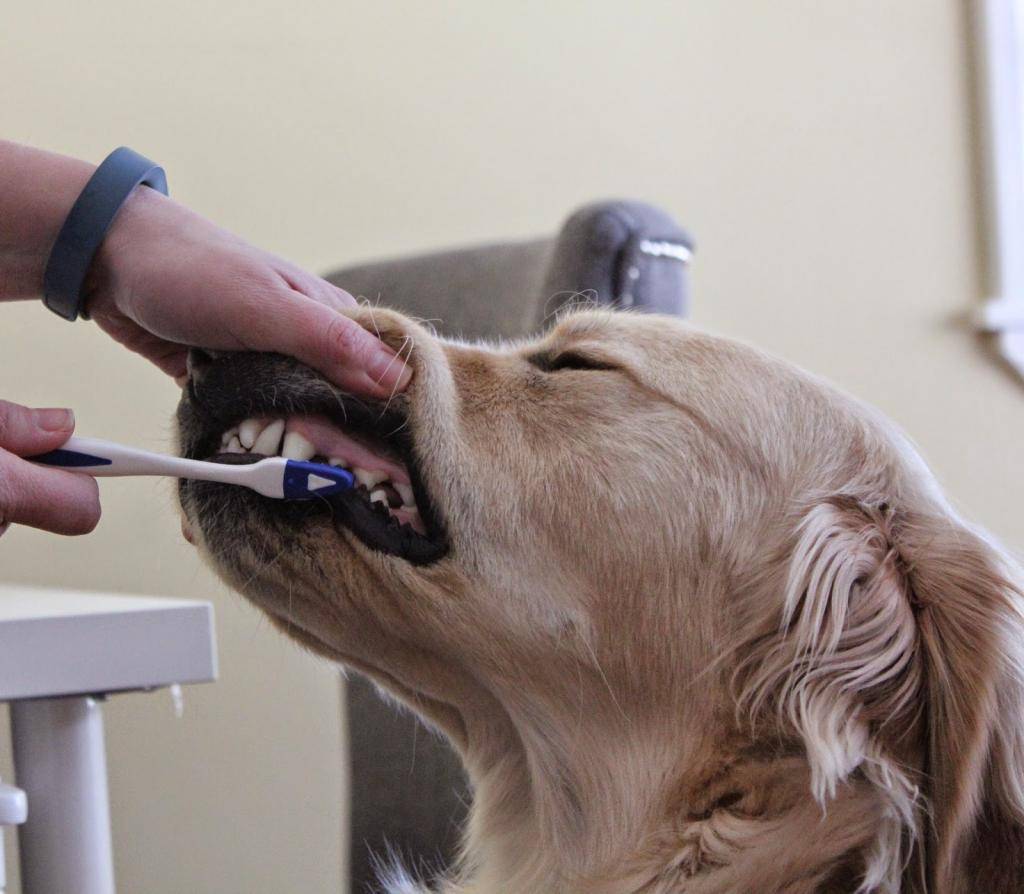 Зубной камень у собак – чистка зубов ультразвуком, как снять в домашних условиях, пасты от налета