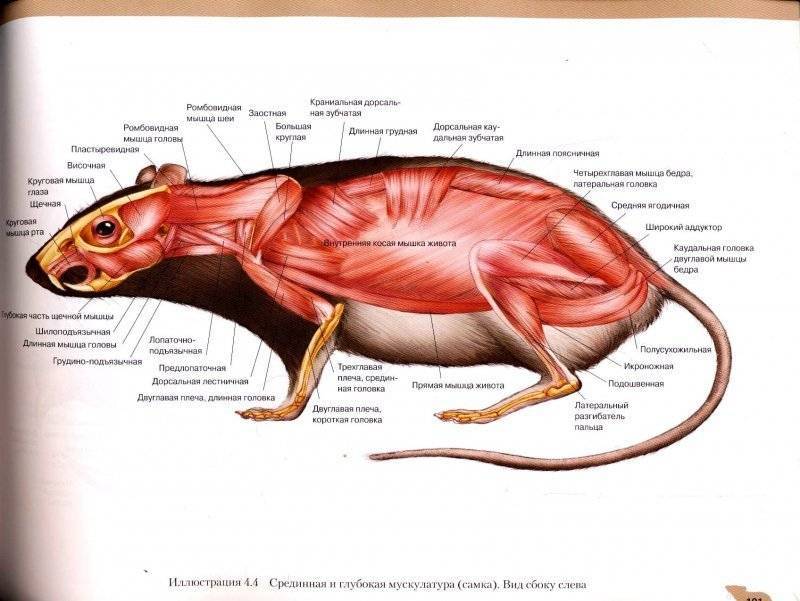Анатомия собаки: внешнее и внутреннее строение тела