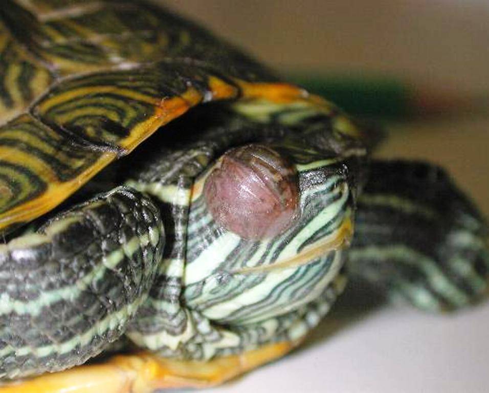 Симптомы и лечение болезней глаз у красноухих черепах