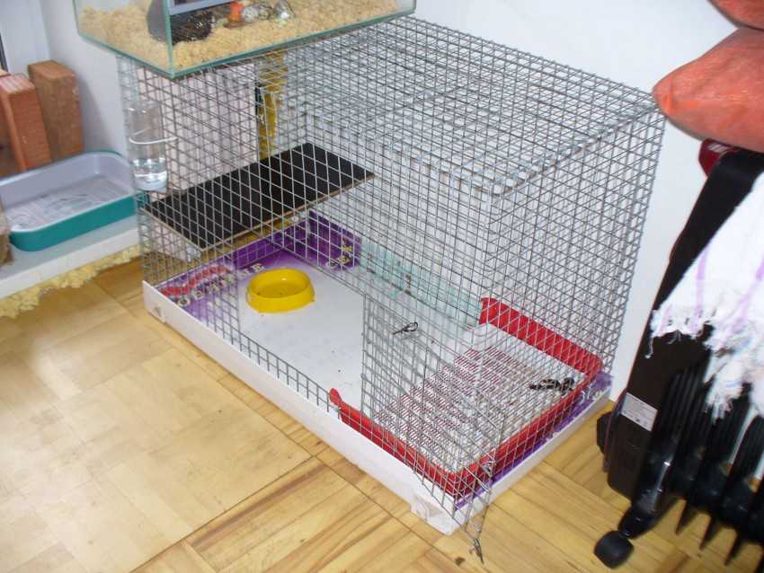 Клетка для декоративных крыс — правила выбора и обустройства