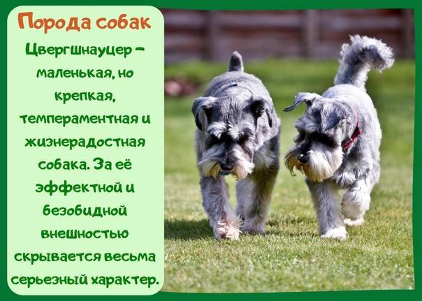 Шнауцер: все виды породы немецких собак | medeponim.ru