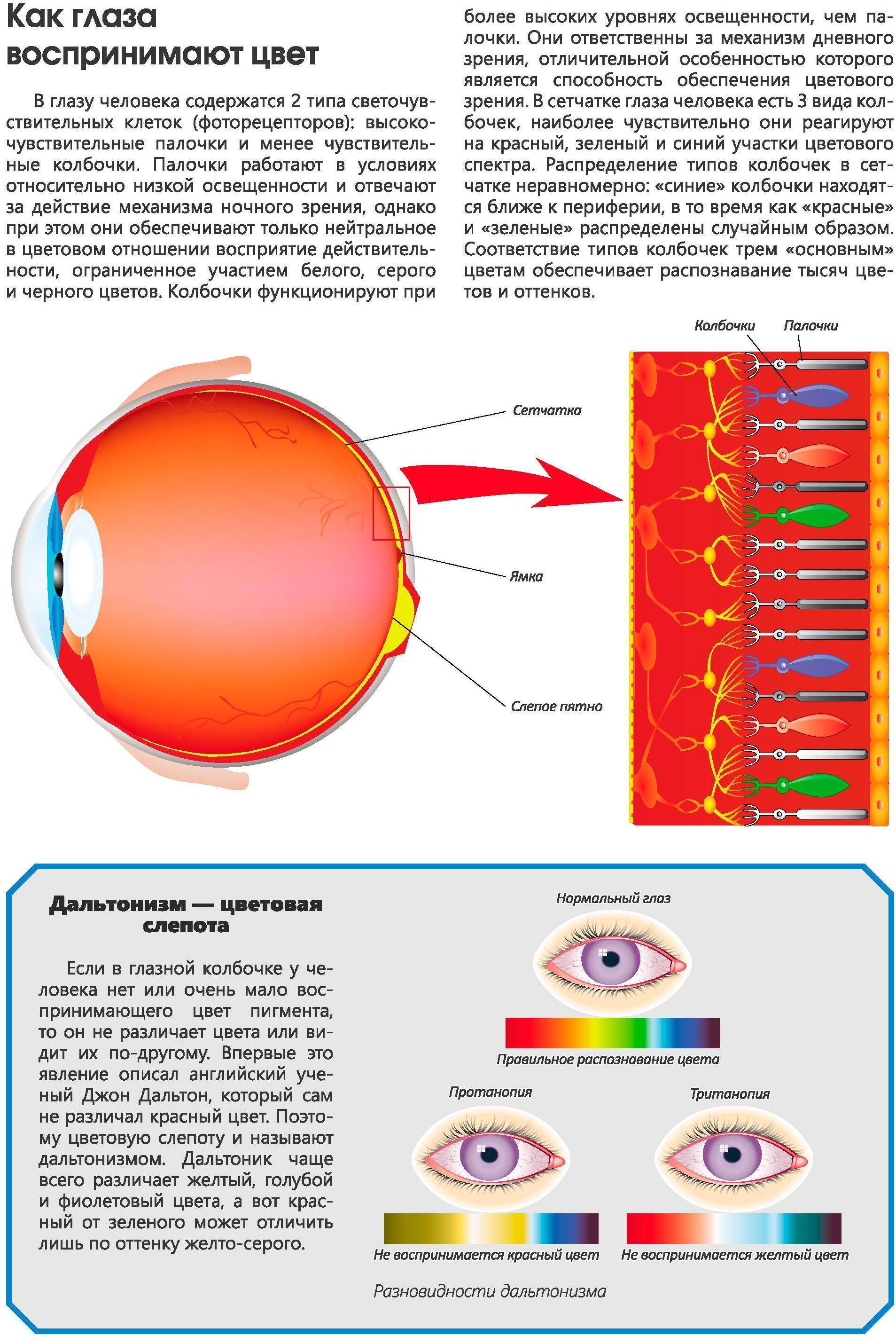 Нормальный цвет зрение. Строение глаза колпачки палочки. Строение глаза колбочки глаза. Дополнительная колбочка сетчатки глаз. Глазные колбочки строение глаза.