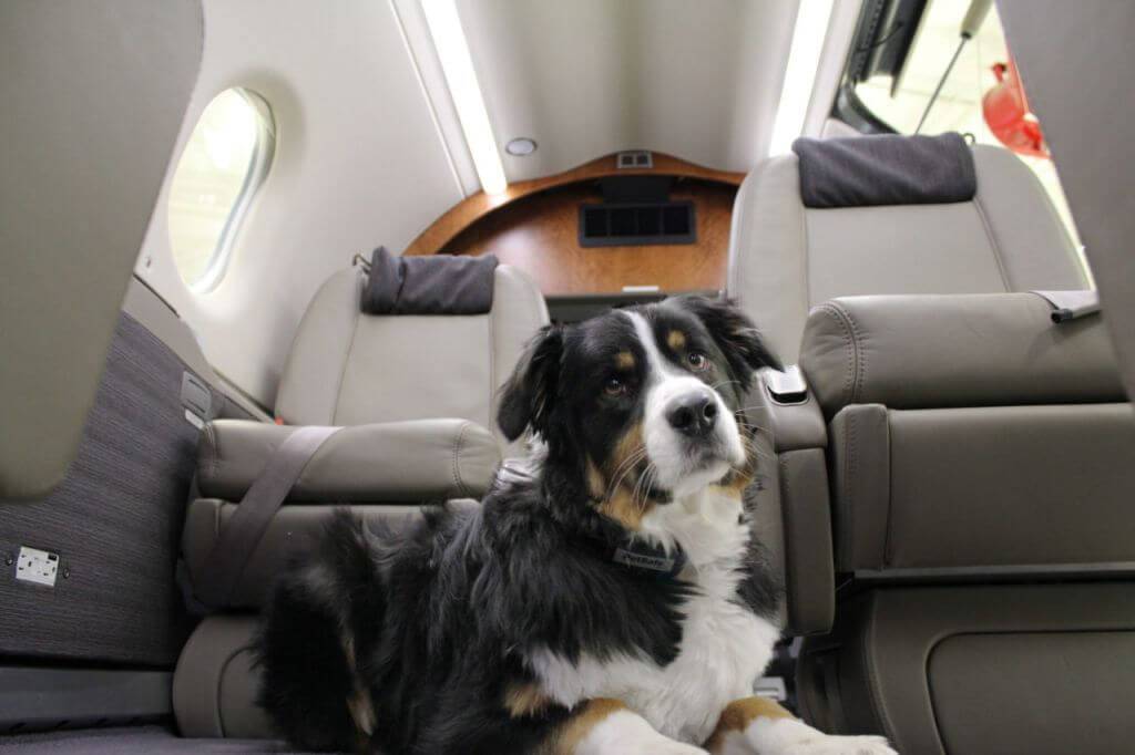 Перевозка животных в самолете в 2022 году: правила перевозки собак, кошек