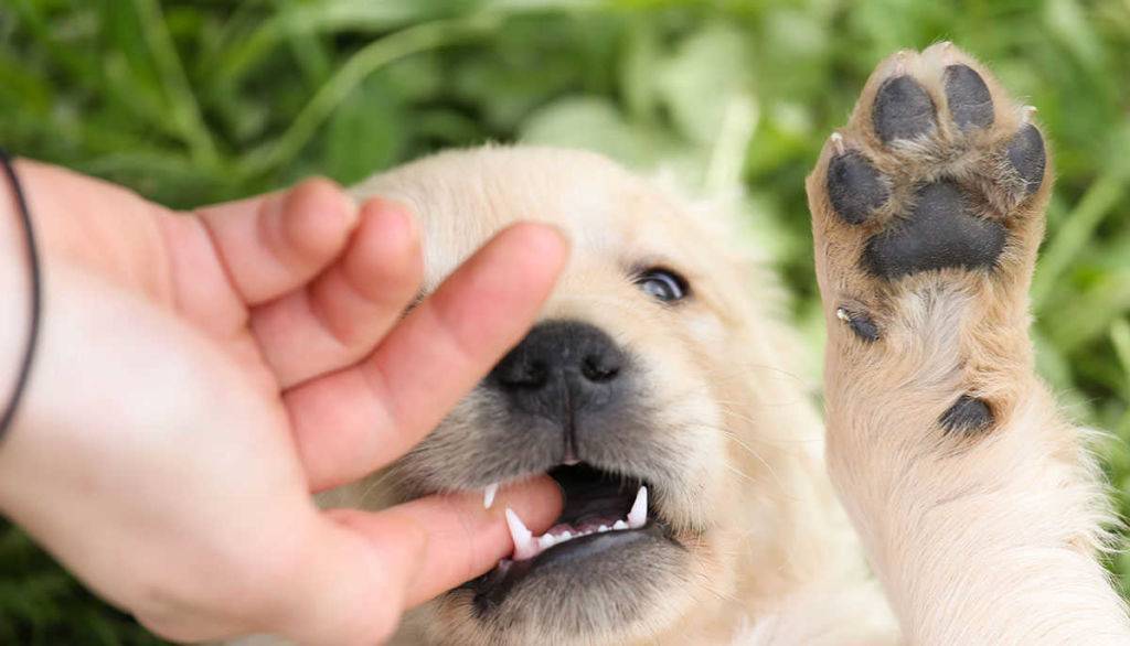 Как отучить щенка кусаться?