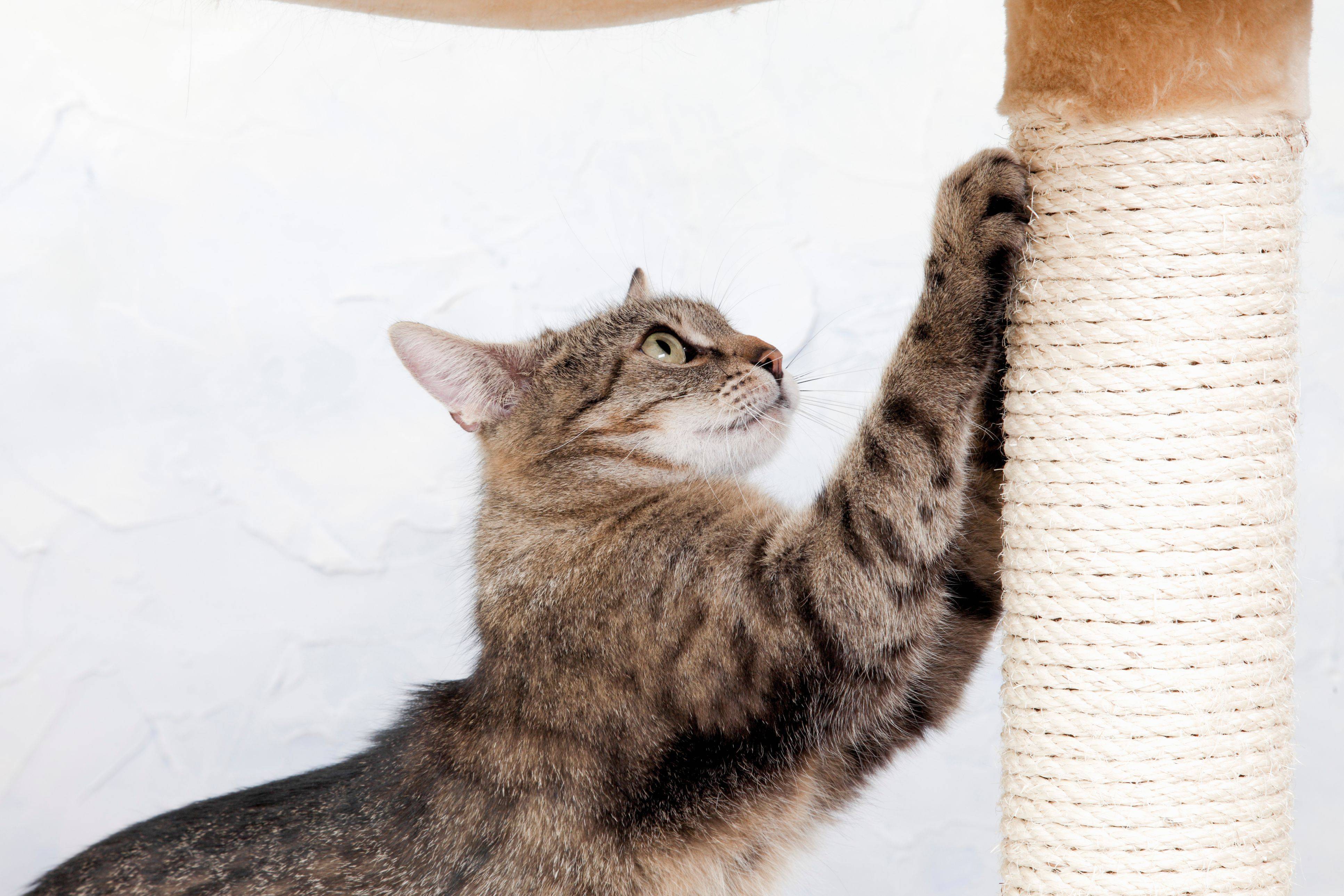 Как отучить кошку драть обои и мебель? лайфхаки от эксперта: новости, животные, кошка, кошки, мебель, дрессировка, поведение, домашние животные