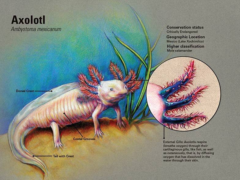 Аксолотль: особенности водного дракона, содержание в неволе
