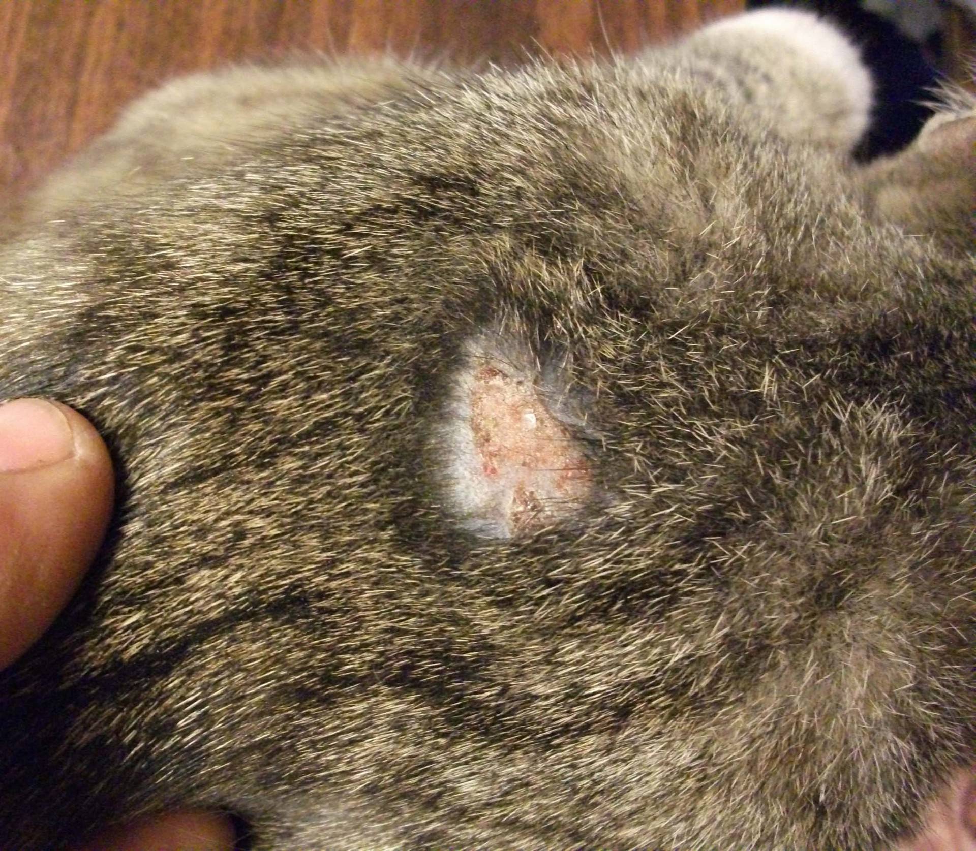 Подкожные клещи у кошек: фото, симптомы заражения, лечение