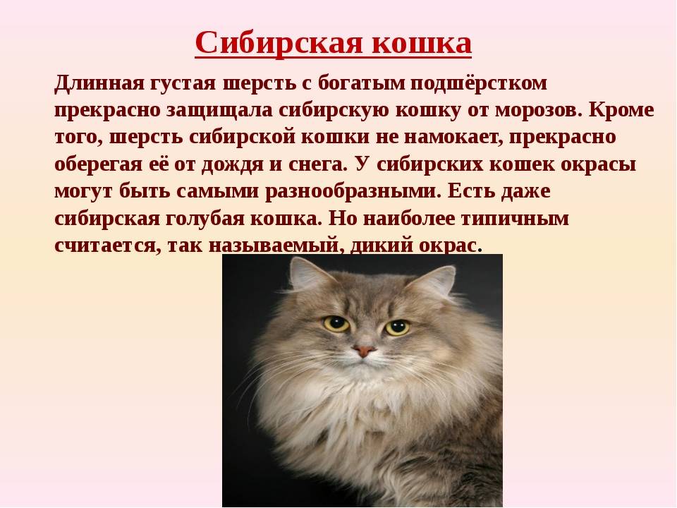 Сибирская кошка: описание и характер породы, фото