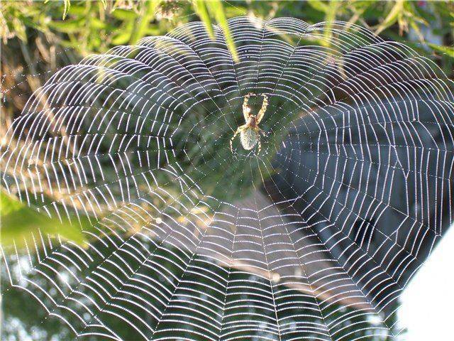 Загадки паутины. как паук плетет паутину? где образуется и как используется пауком паутина особенности паутины