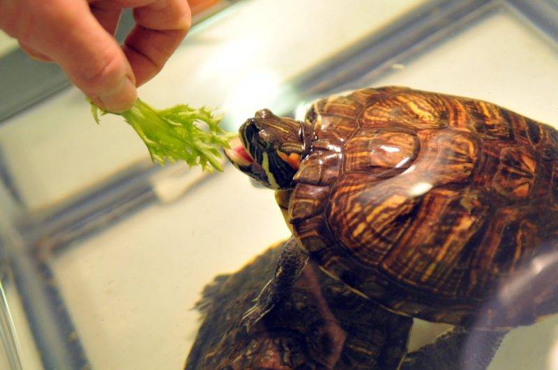 Чем кормить красноухую черепаху: корм для черепах