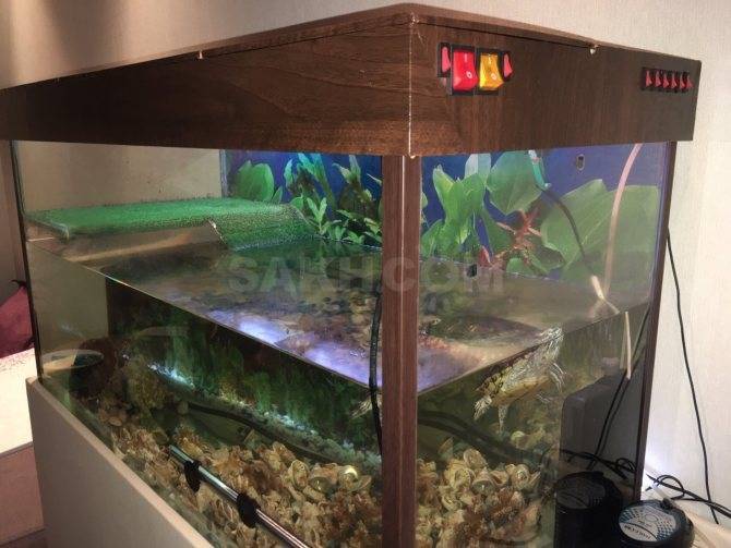 Как обустроить аквариум для красноухой черепахи — обобщенный взгляд