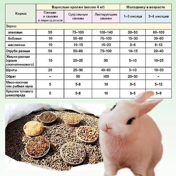 Корма для кроликов: зеленые, сочные, грубые, концентрированные, силосованные, как выбрать и заготовить, пищевые отходы