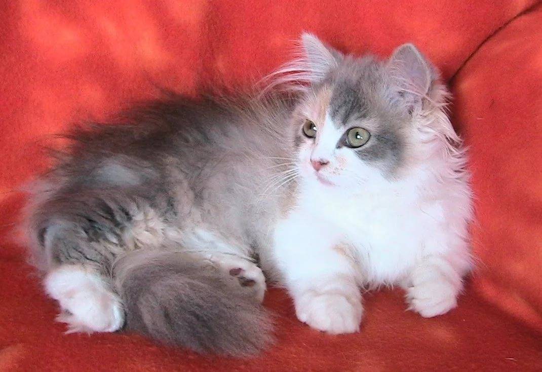Наполеон – подробный обзор породы кошек (+ фото и видео)
