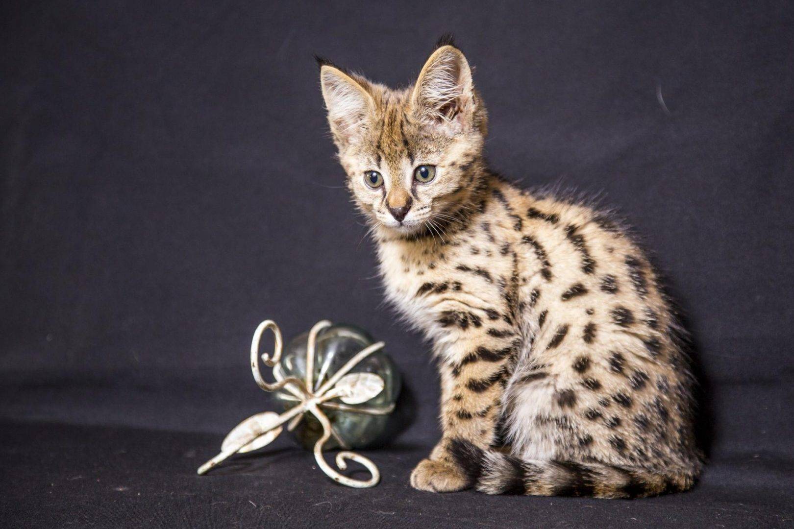 Самые красивые породы кошек в мире: топ-10 дорогих животных с фото и названиями