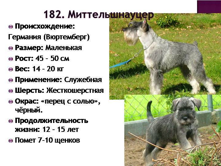 Внешний вид миттельшнауцера и описание породы