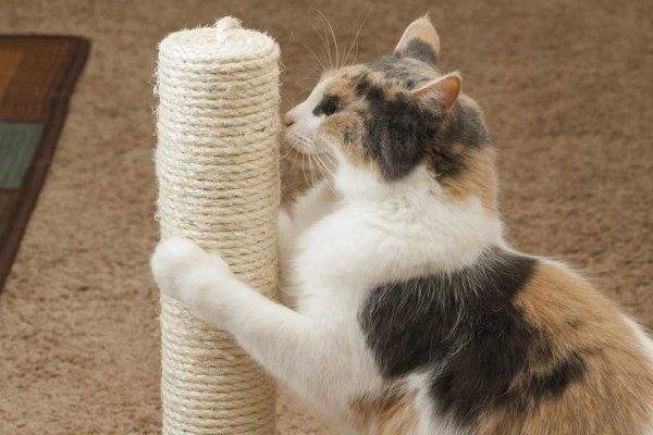 Как приучить кошку и котенка к когтеточке
