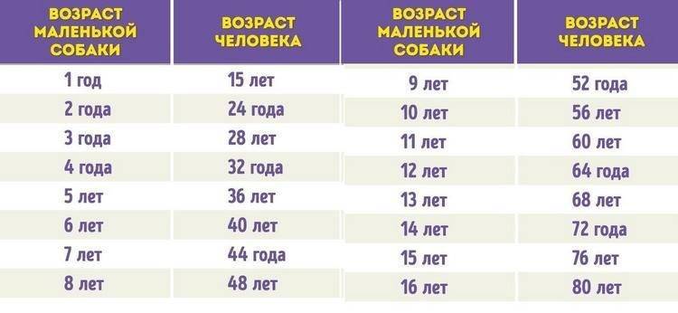 Свиньи ?: сколько живут лет в домашних условиях, общая продолжительность жизни и как увеличить срок жизни