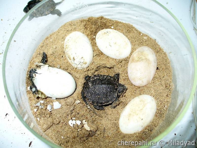 Размножение черепах: потомство в неволе