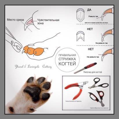 Как подстричь когти собаке в домашних условиях: инструкция, фото и видео - kotiko.ru
