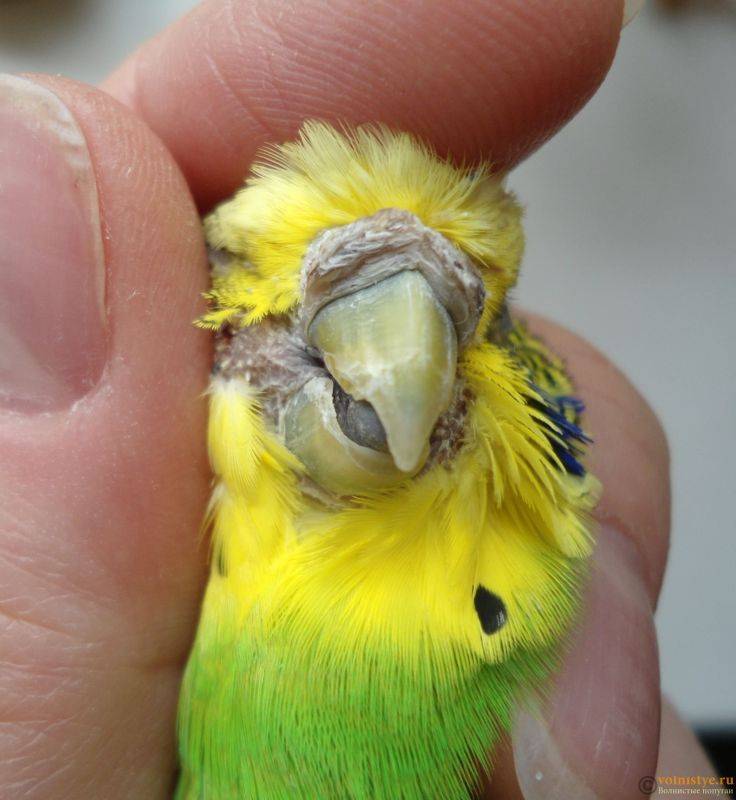Чем болеют волнистые попугаи