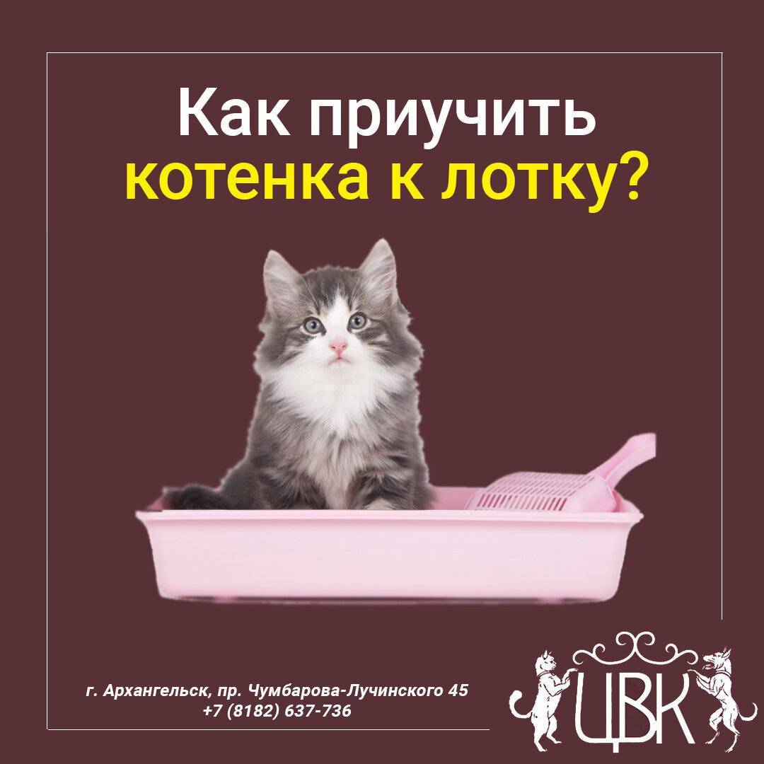 Почему кошка перестала ходить в лоток и как исправить ситуацию