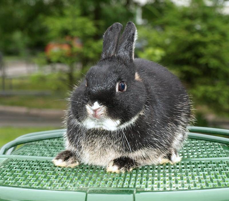 Голландский кариковый кролик: описание породы, особенности и нюансы содержания
