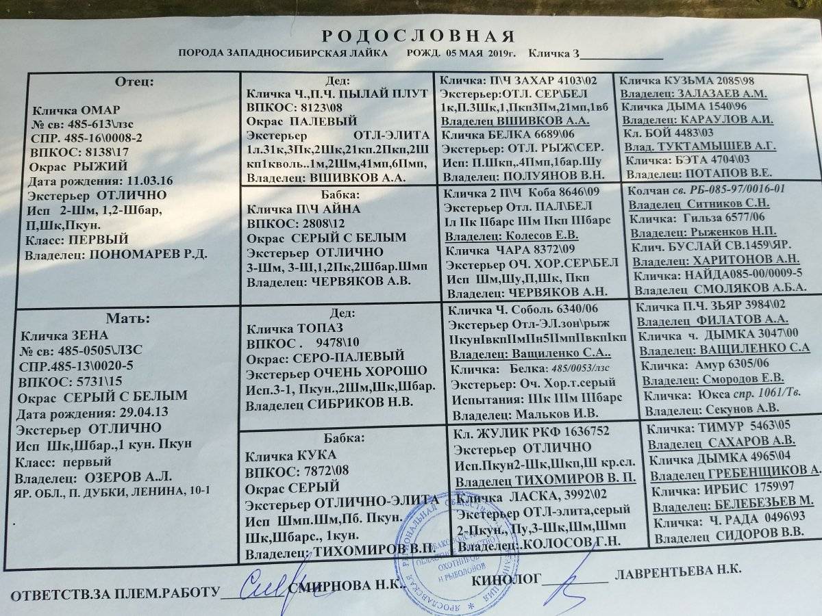 Порода собак лайка: какие размеры у разных видов