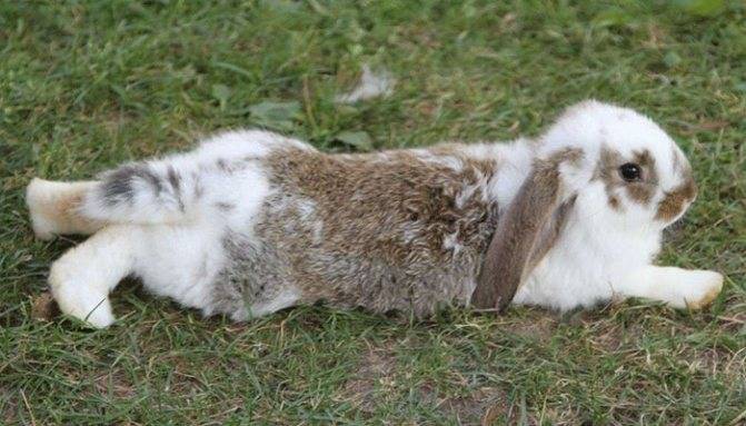 Что делать, если у крольчихи отказали задние лапы?