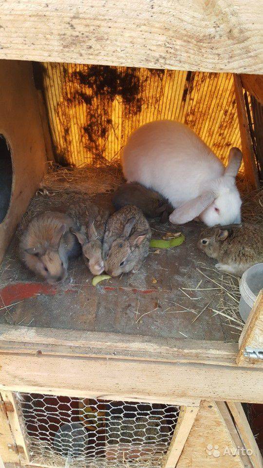 ᐉ чем кормить маленьких крольчат - нормы кормления крольчат, рацион - zooon.ru