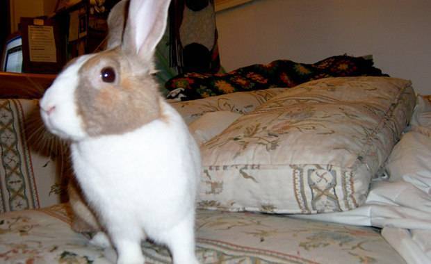Как назвать кролика — подбираем имя для питомца