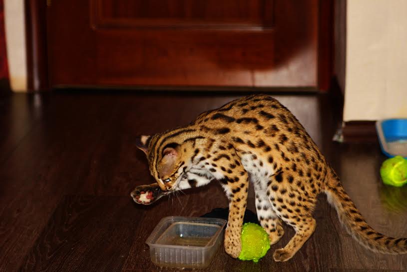 Леопардовая кошка — лучшие породы этого окраса