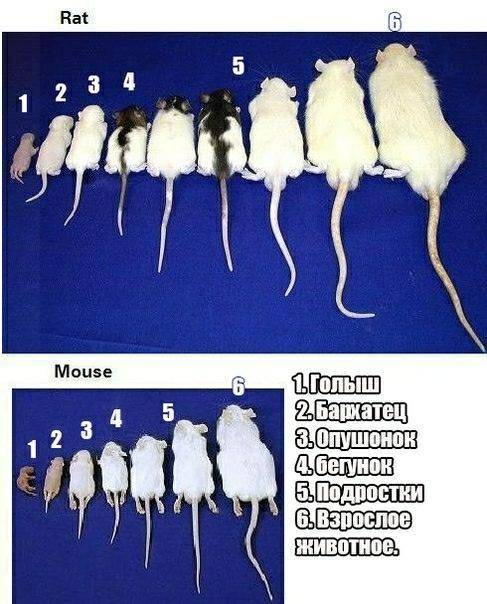 Вес и размер крысы от маленькой до взрослой - таблица по возрасту