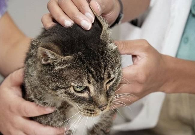 Клещ у кошки - разновидности, чем опасен, лечение и профилактика