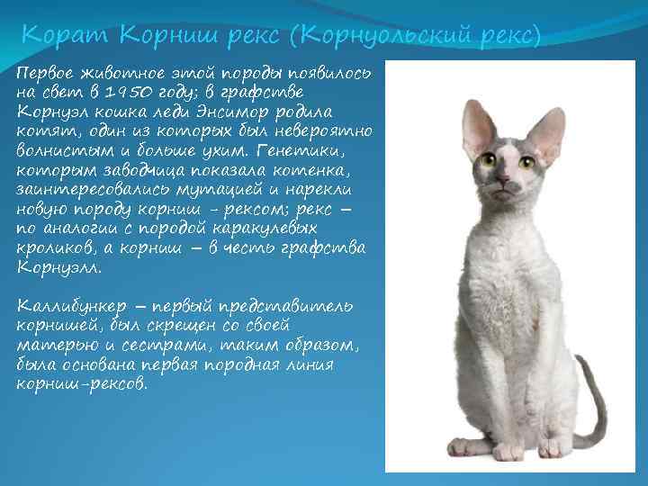 Kорниш-рекс - порода кошек - информация и особенностях | хиллс