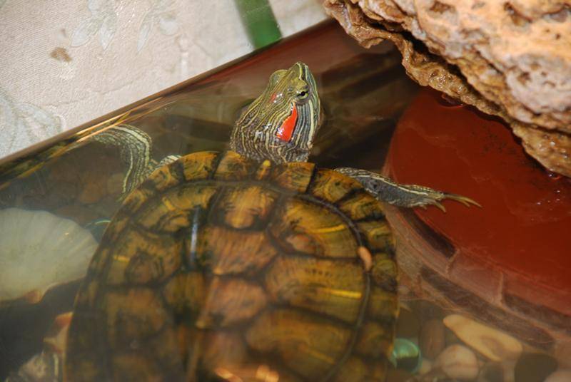 От чего может умереть красноухая черепаха