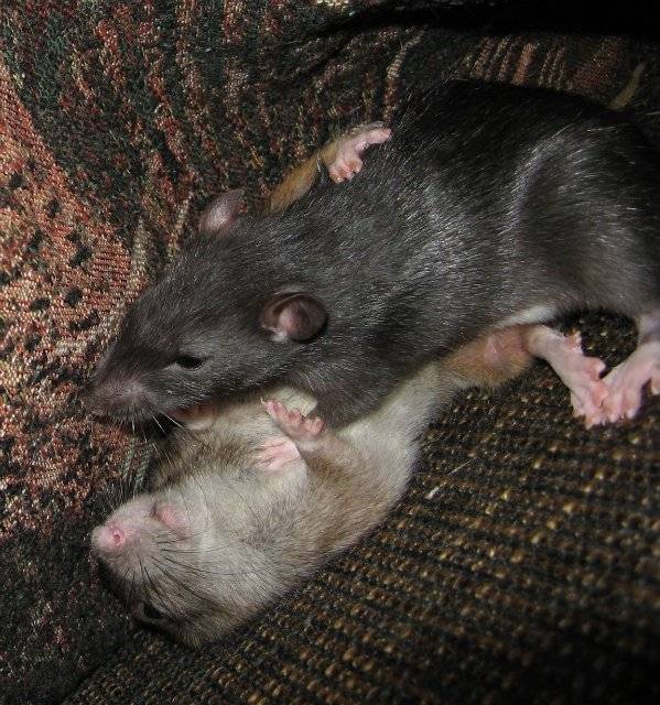 Размножение крыс